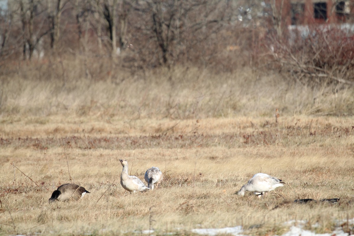 Snow Goose - ML195138801