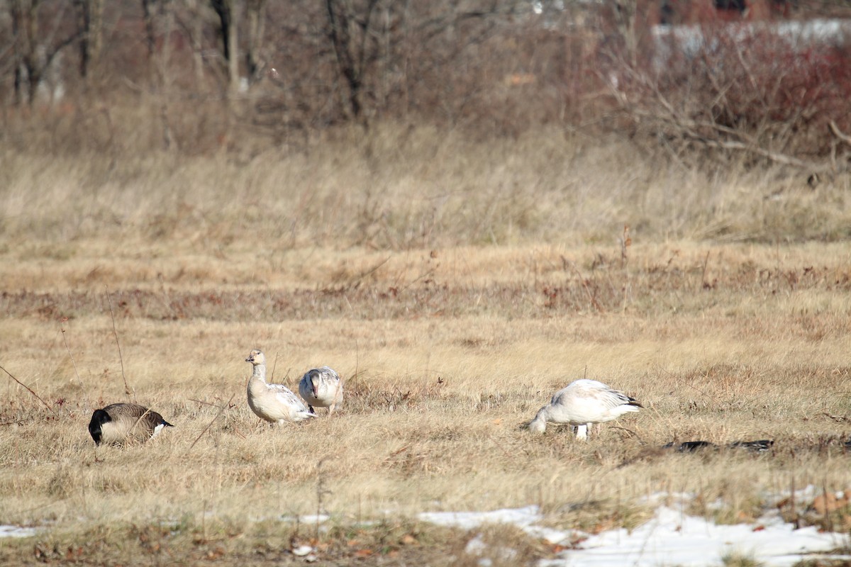 Snow Goose - ML195138821