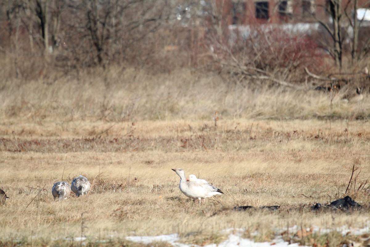 Snow Goose - ML195138831