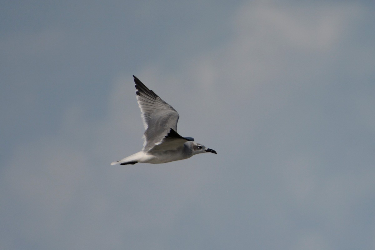 Mouette atricille - ML195139891