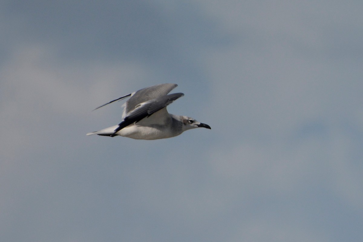 Laughing Gull - ML195140001