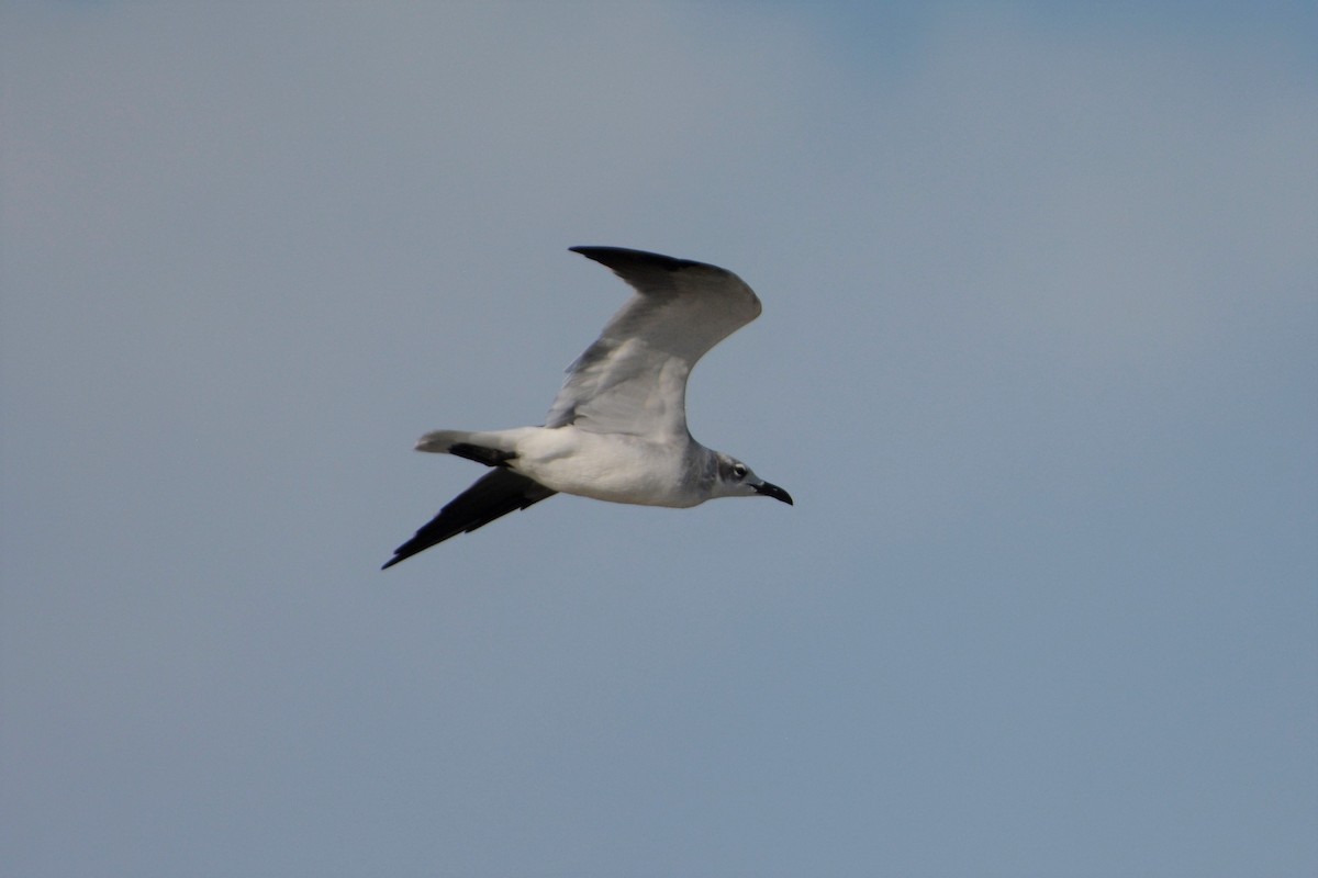 Mouette atricille - ML195140011