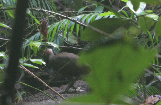 Nicobar Megapode - ML195140351