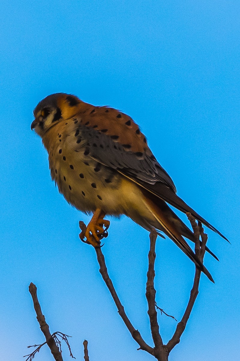 American Kestrel - ML195140531