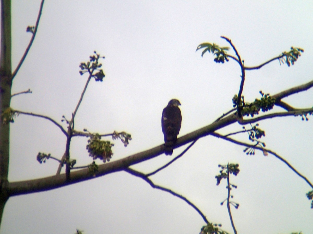 Japanese Sparrowhawk - ML195141111