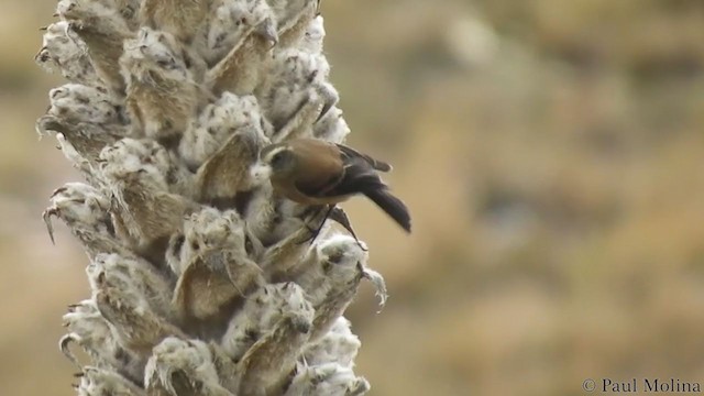 Brown-backed Chat-Tyrant - ML195143531