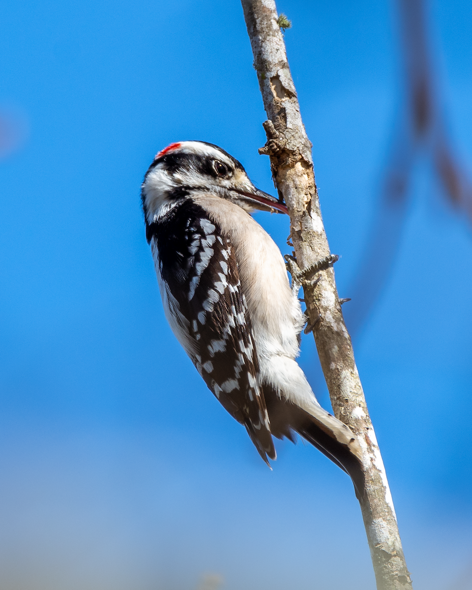 Downy Woodpecker - Kyle Jones