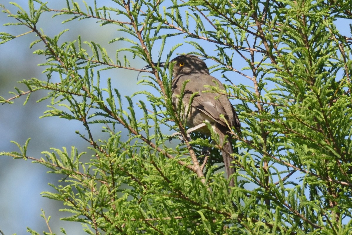 Curve-billed Thrasher - ML195144831