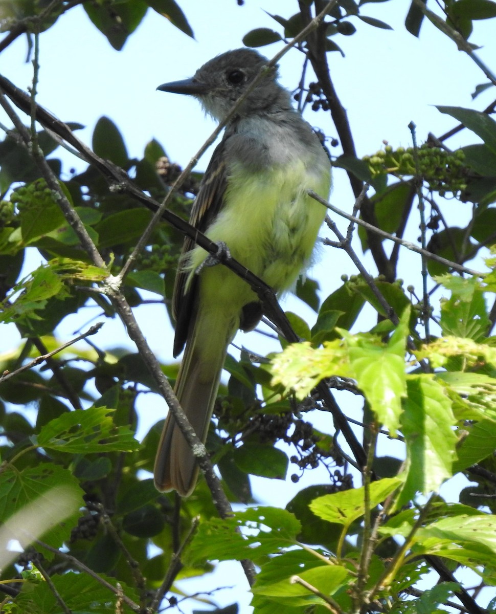 Great Crested Flycatcher - ML195144891