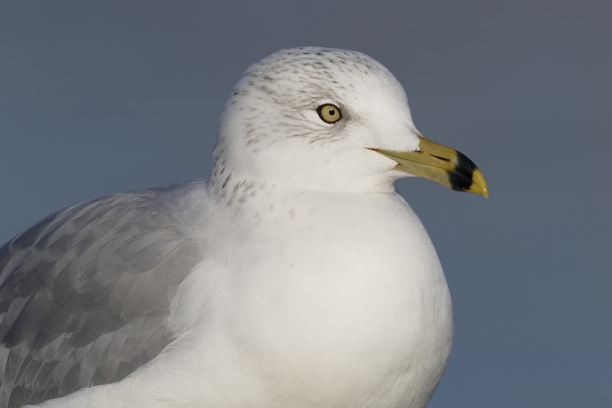 Ring-billed Gull - ML195145301