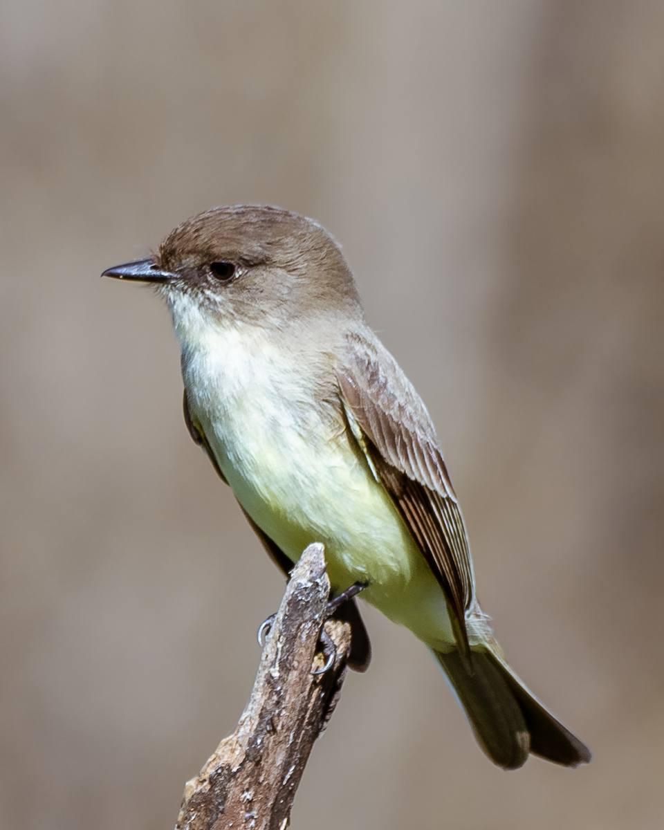 Eastern Phoebe - Kyle Jones