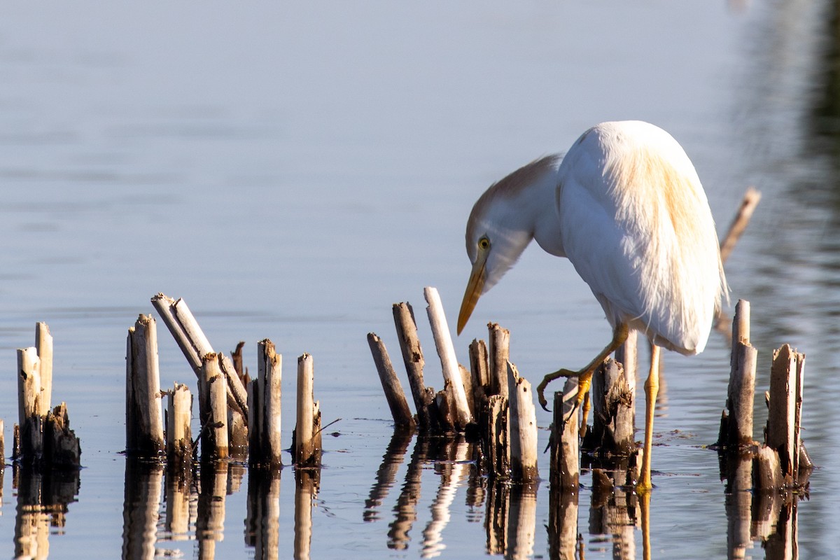 Western Cattle Egret - Stuart Turner