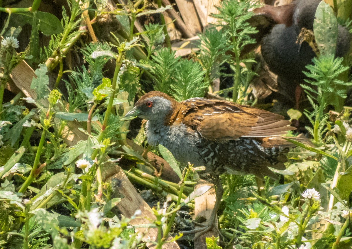 Zwergsumpfhuhn - ML195147991