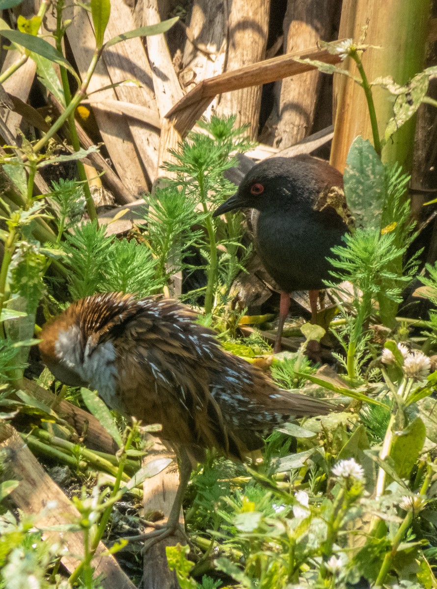 Spotless Crake - ML195148181