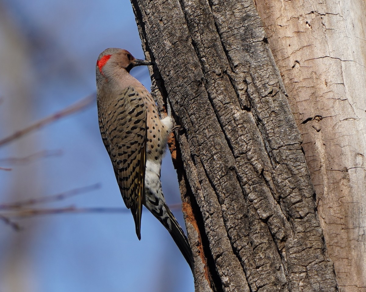 Northern Flicker (Yellow-shafted) - ML195150911