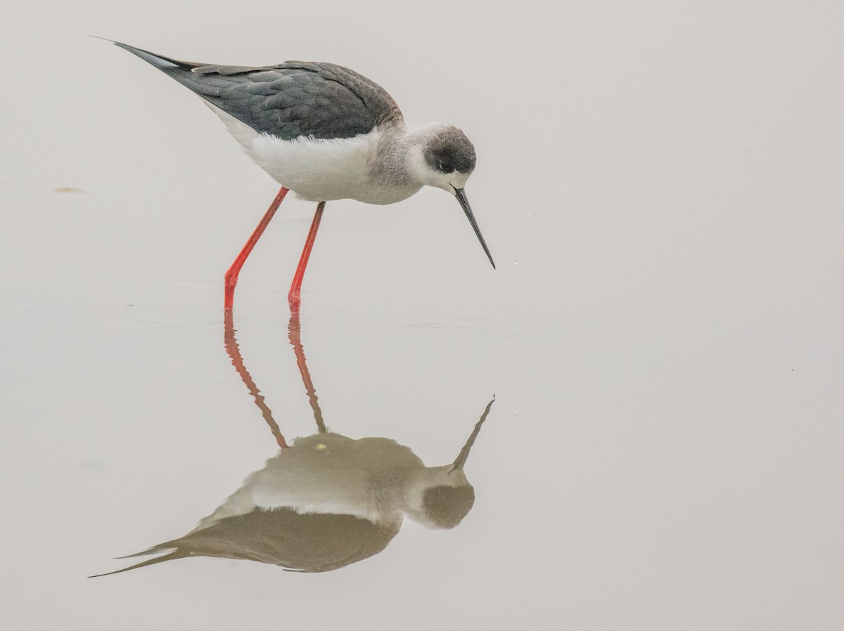 Black-winged Stilt - ML195152721