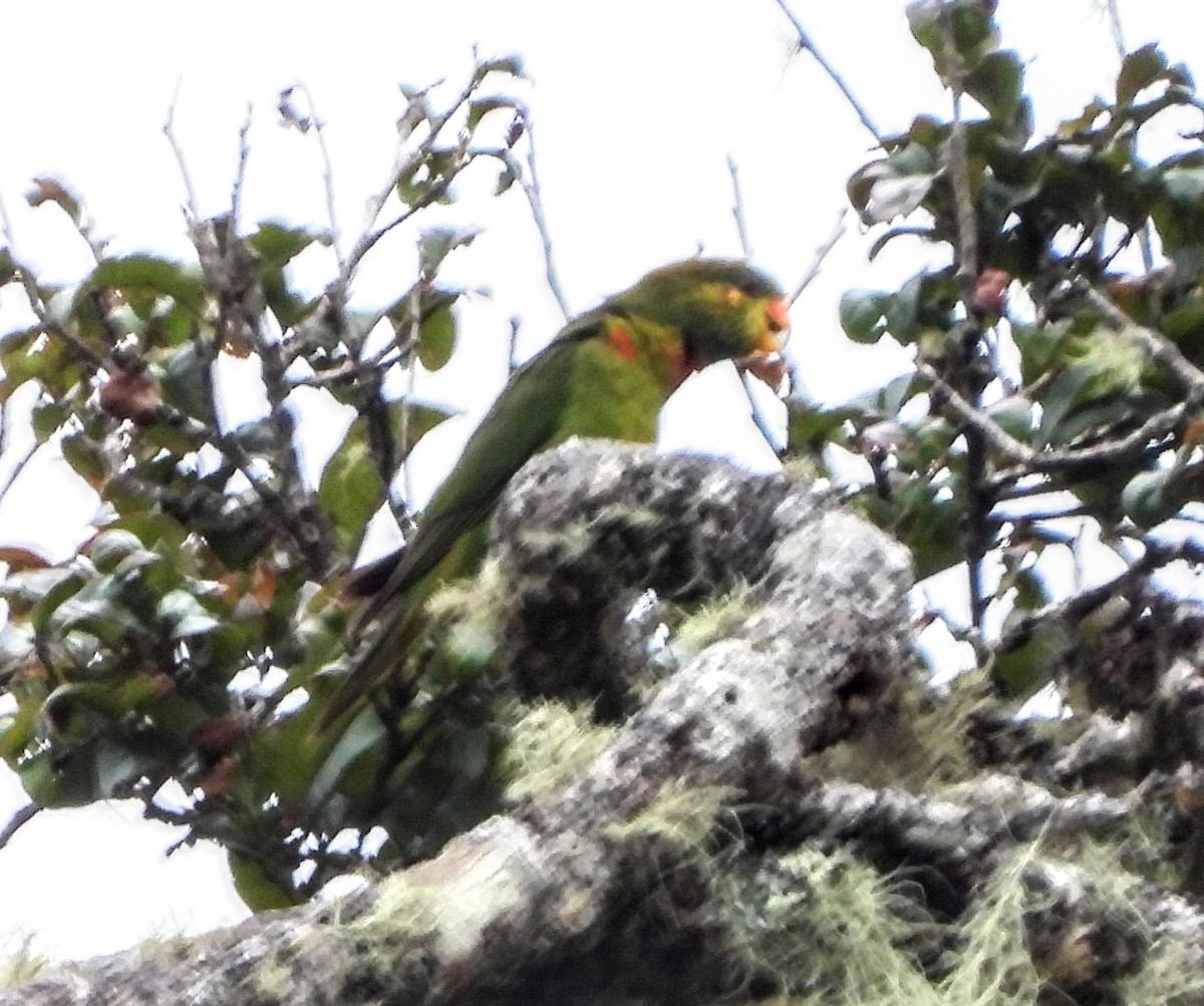 Orange-billed Lorikeet - Warren Regelmann