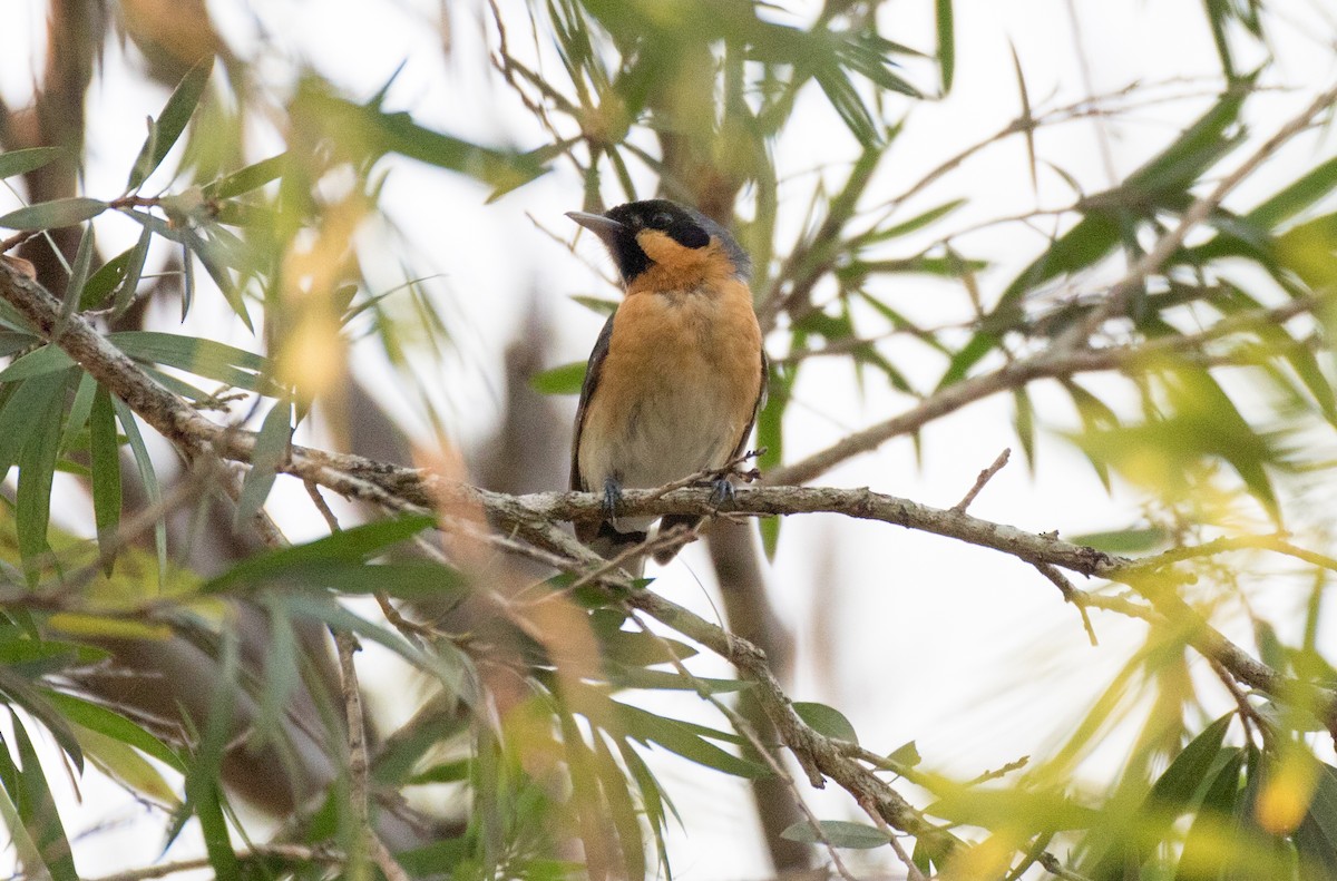 Spectacled Monarch - Chris Barnes