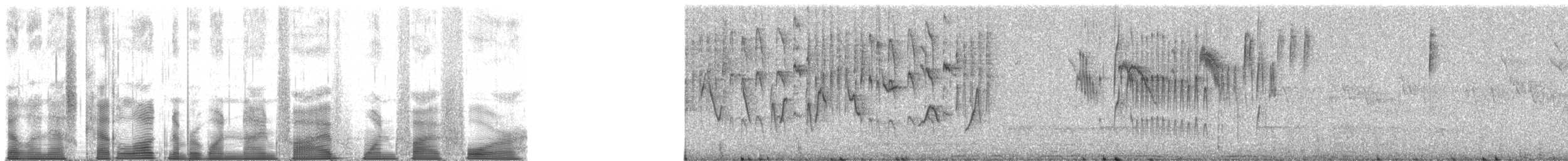 Weißbauch-Tachurityrann - ML195154