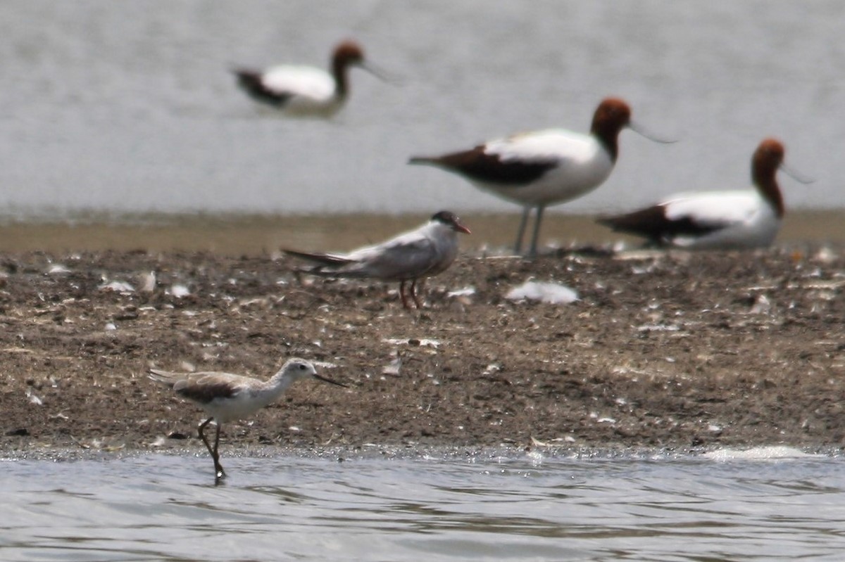 Marsh Sandpiper - ML195154411