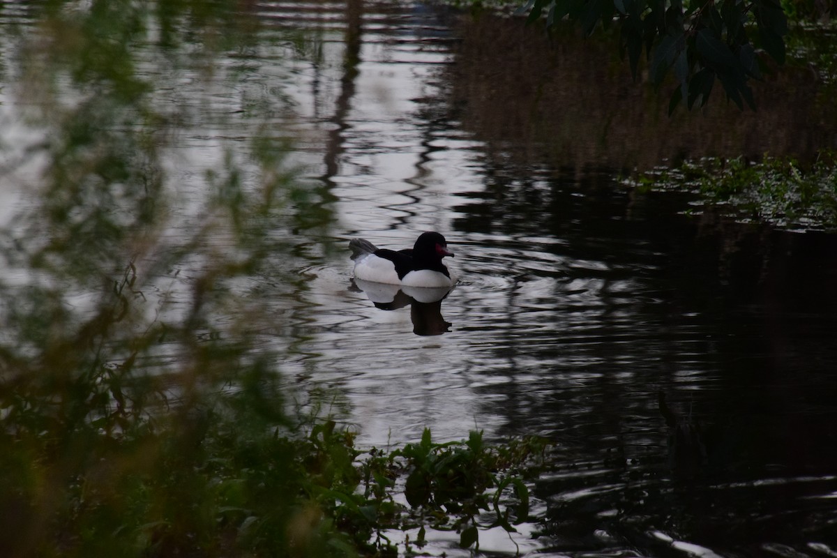 Gänsesäger - ML195155821