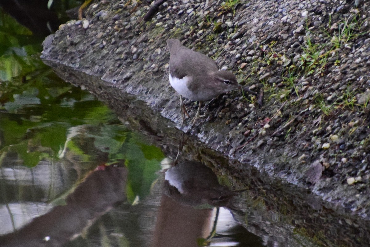 Drosseluferläufer - ML195155911