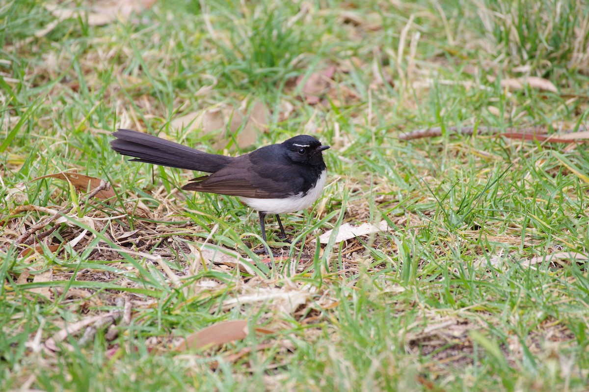 Willie-wagtail - ML195156121