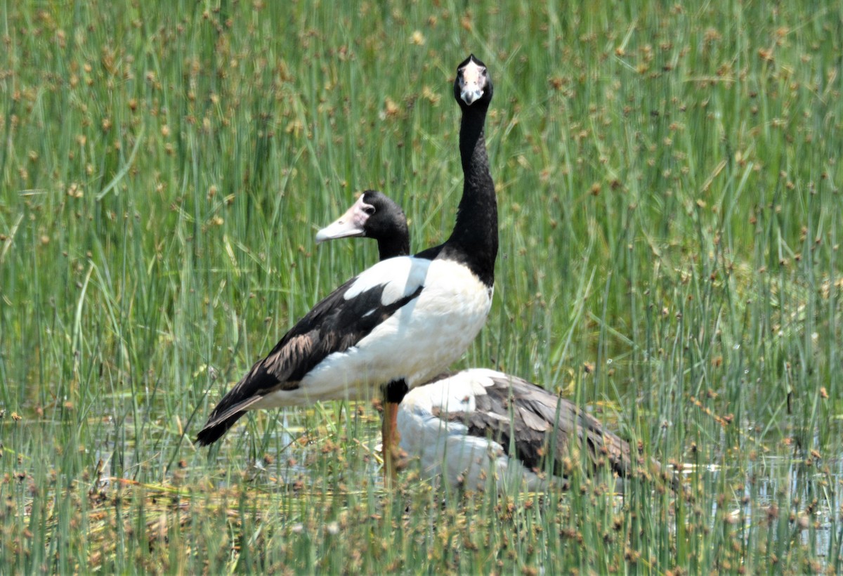 Magpie Goose - ML195157241