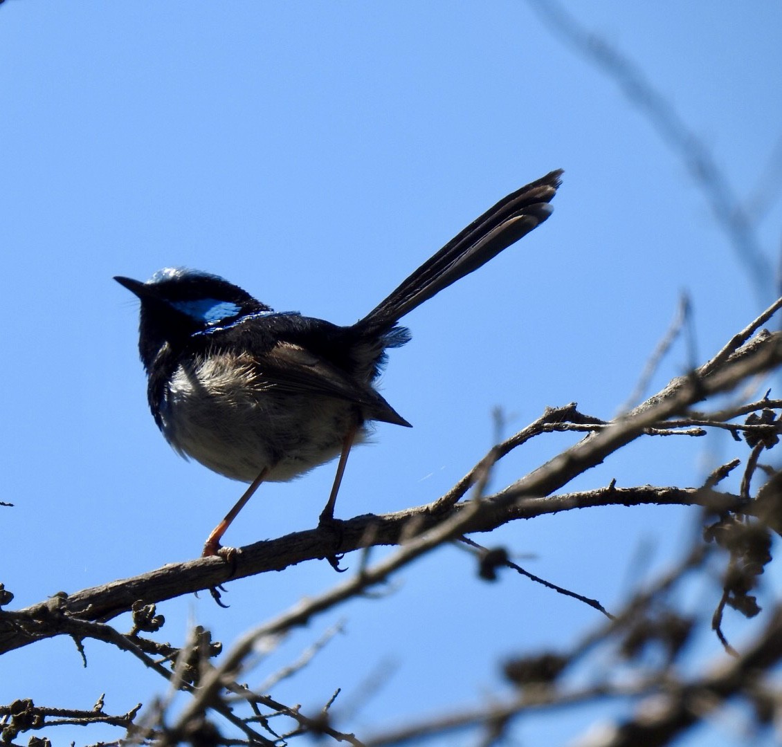 Superb Fairywren - Lissa Ryan