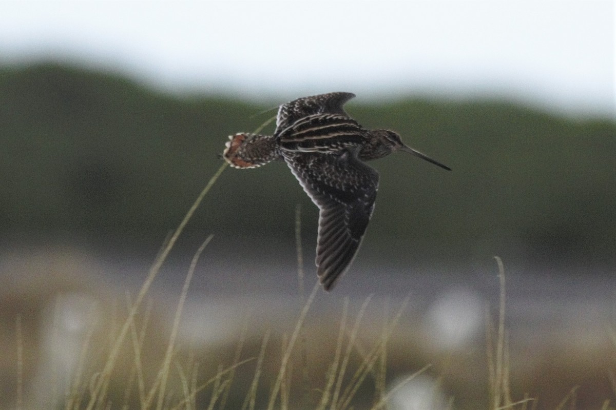 Wilson's Snipe - ML195160271