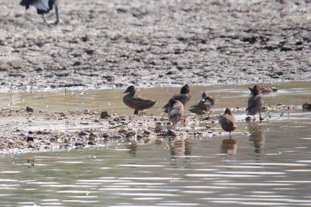 Freckled Duck - ML195160671