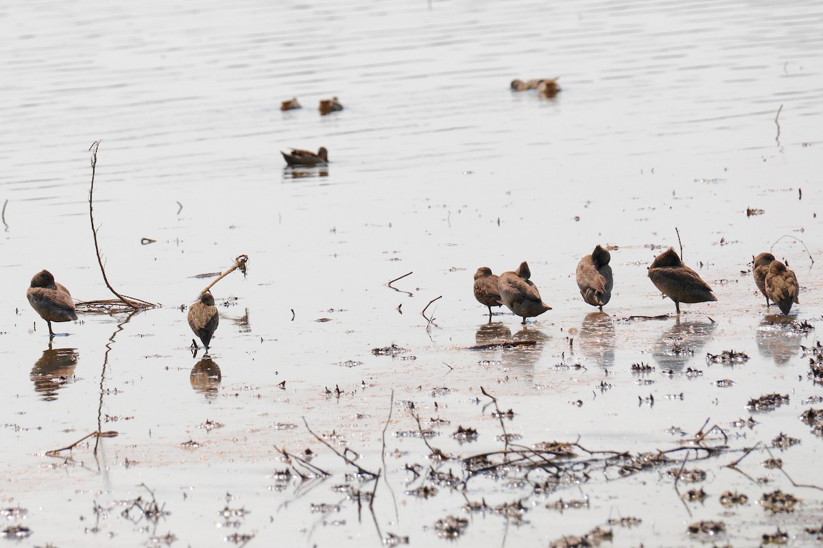 Freckled Duck - ML195160761