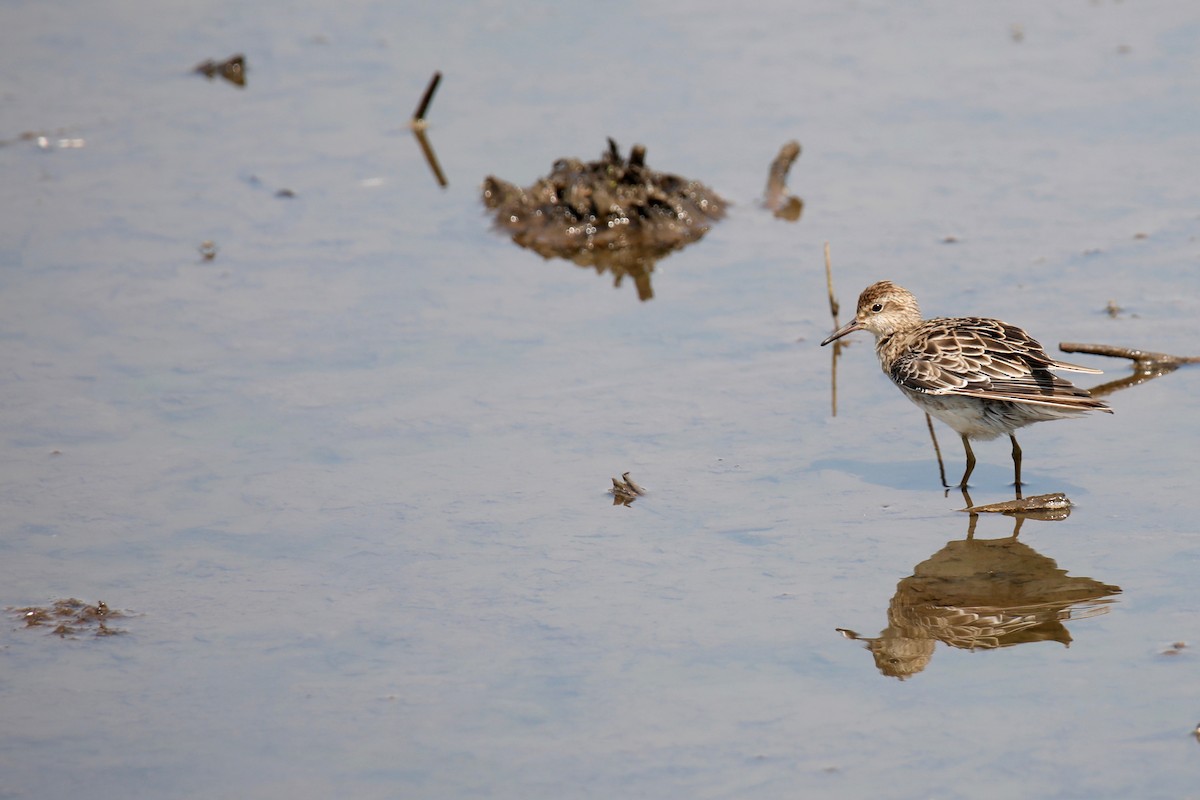 Sharp-tailed Sandpiper - ML195161001