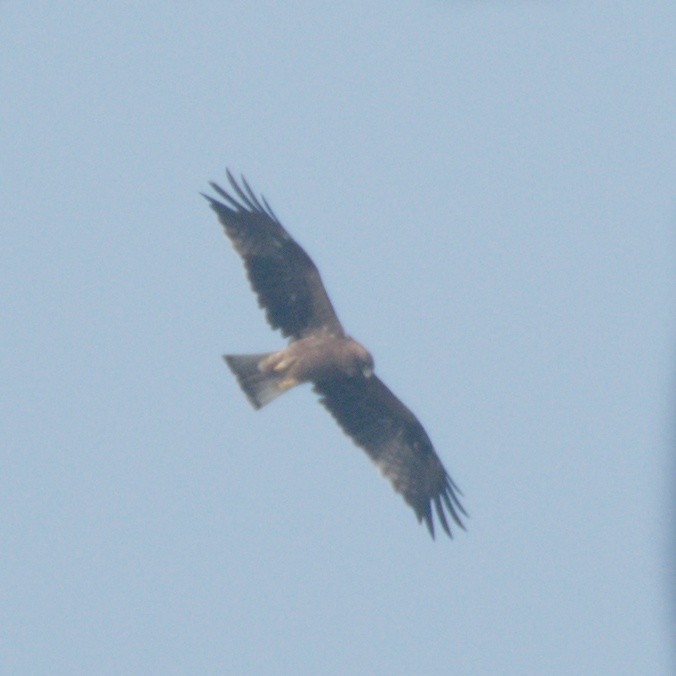 Booted Eagle - ML195161911