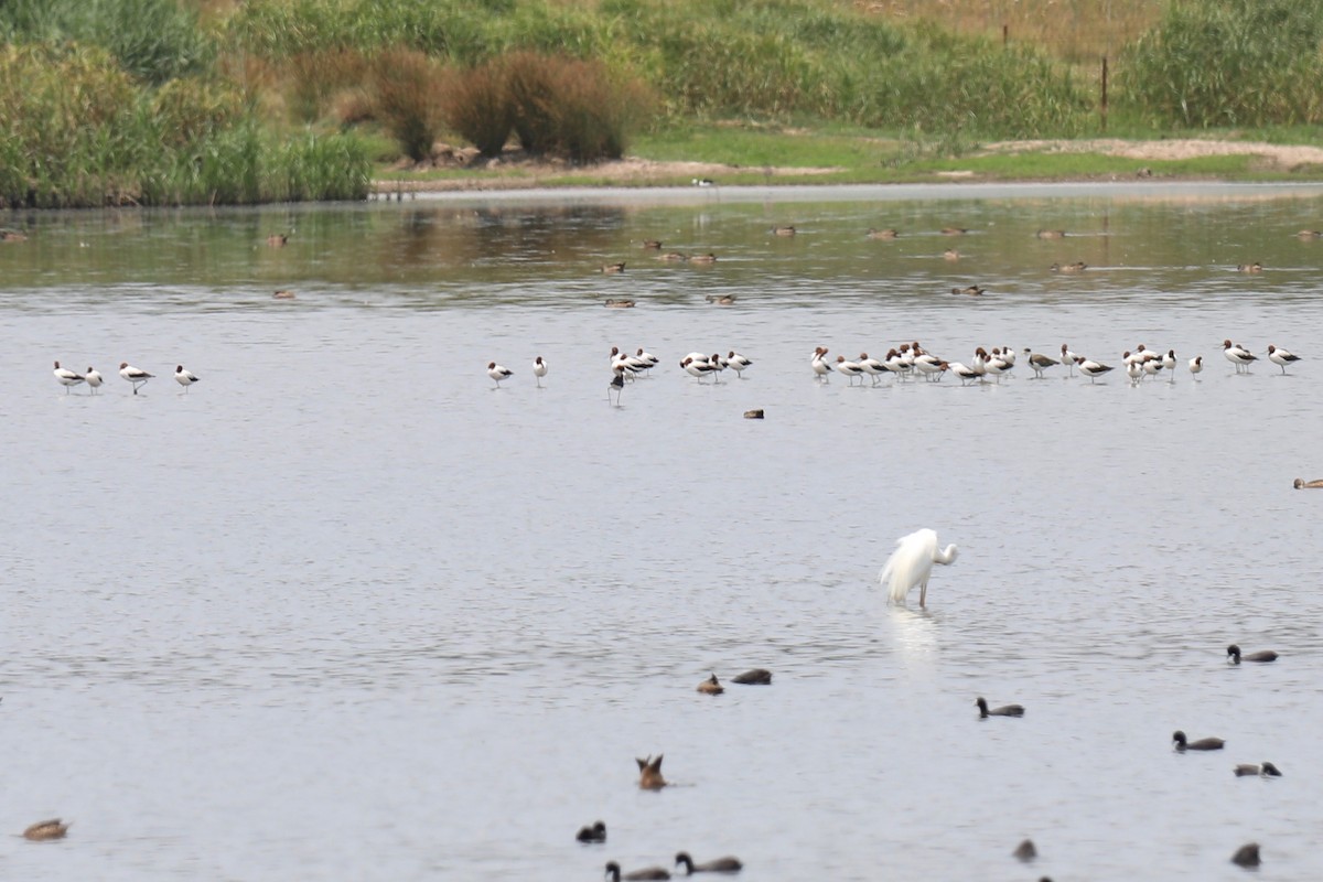 Red-necked Avocet - ML195162551