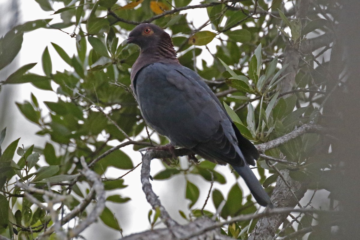 Pigeon à cou rouge - ML195162791