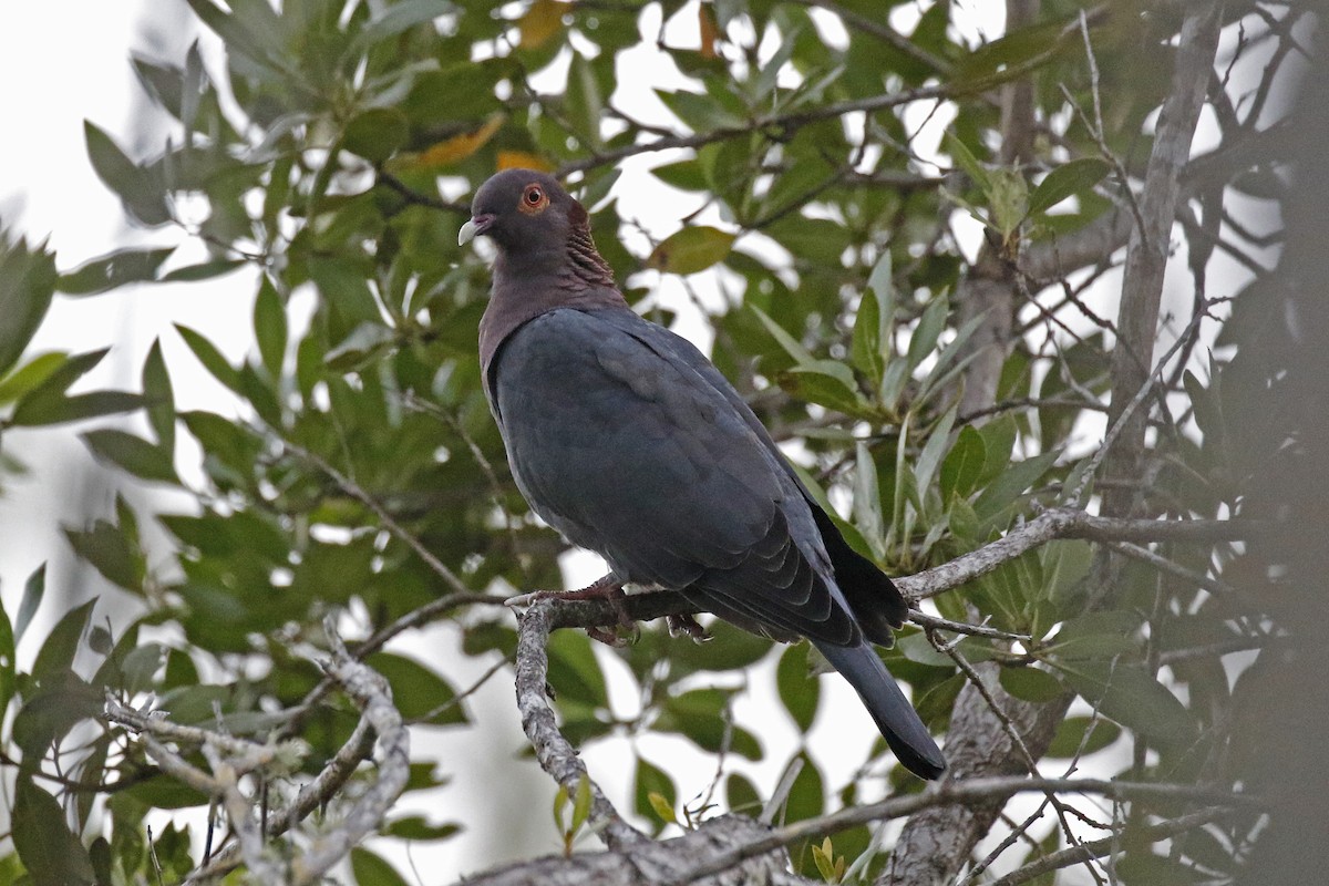 Pigeon à cou rouge - ML195162801