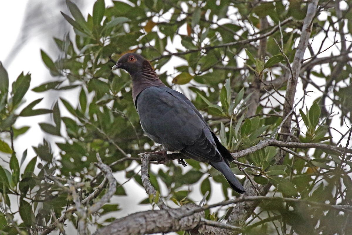 Scaly-naped Pigeon - David McQuade