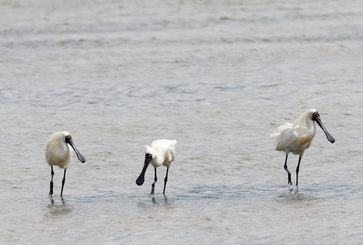 Royal Spoonbill - Chris Barnes