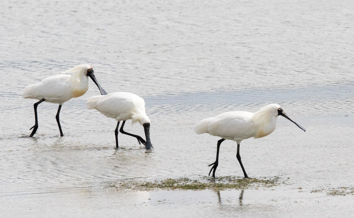 Royal Spoonbill - Chris Barnes