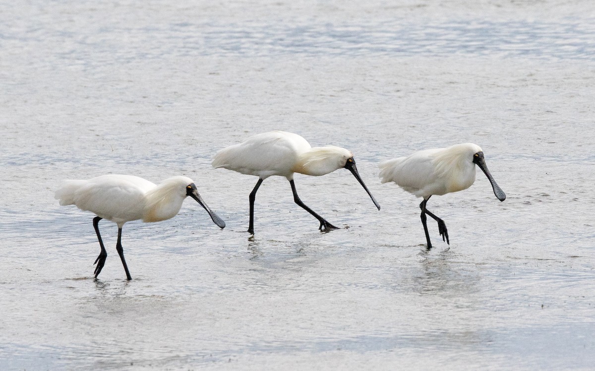 Royal Spoonbill - ML195163241