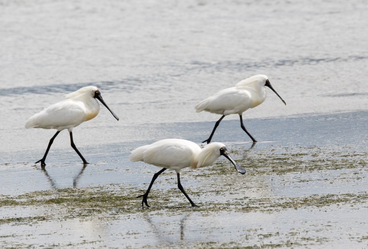 Royal Spoonbill - Chris Barnes