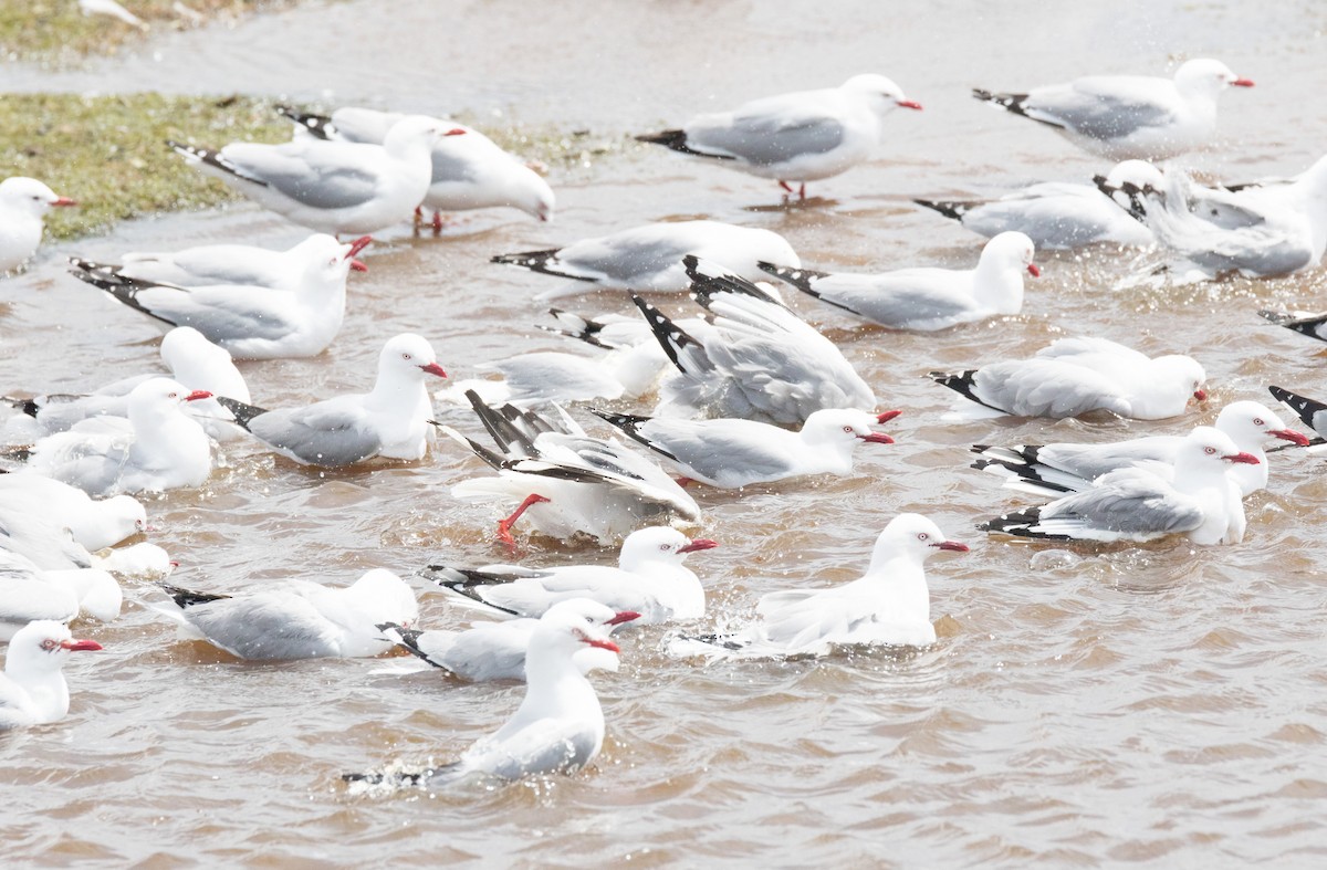 Silver Gull (Red-billed) - ML195163371