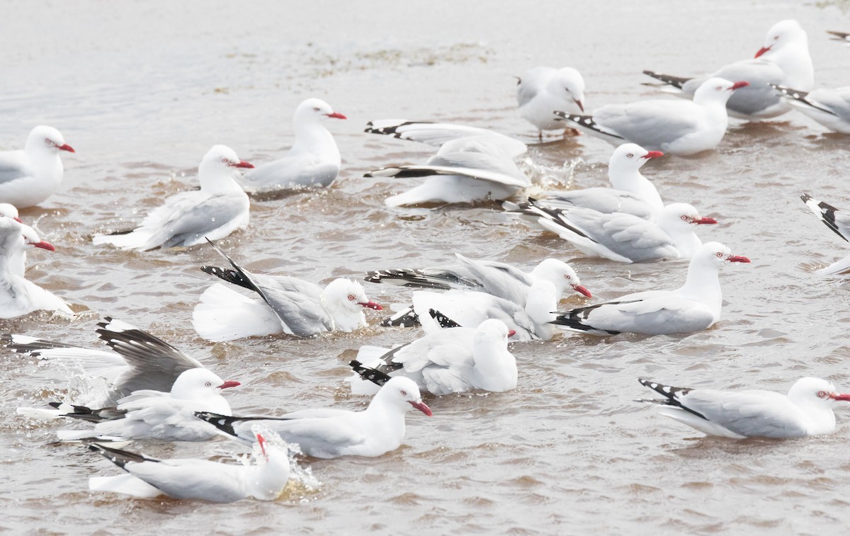 Silver Gull (Red-billed) - Chris Barnes