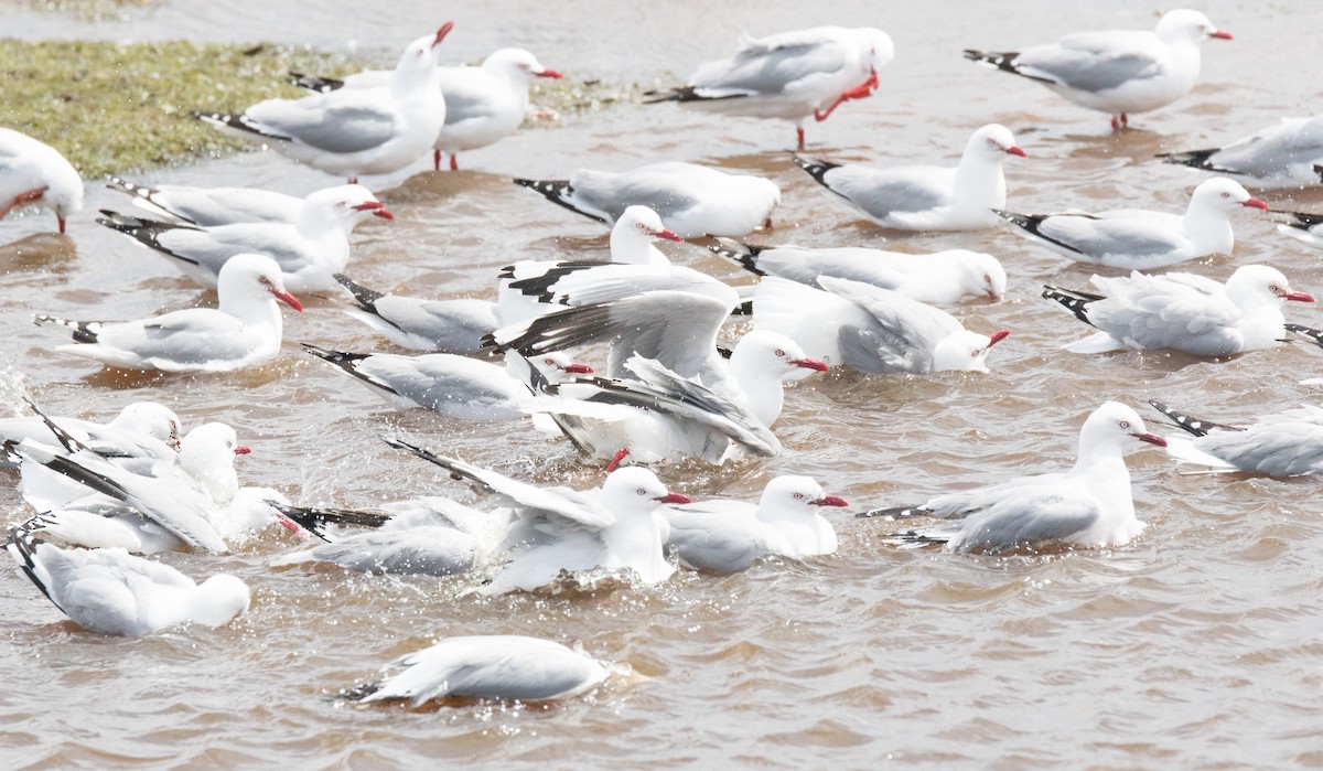 Silver Gull (Red-billed) - ML195163411