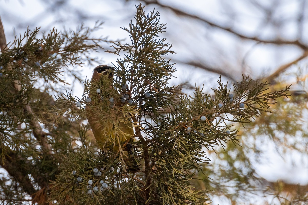 Cedar Waxwing - ML195163561