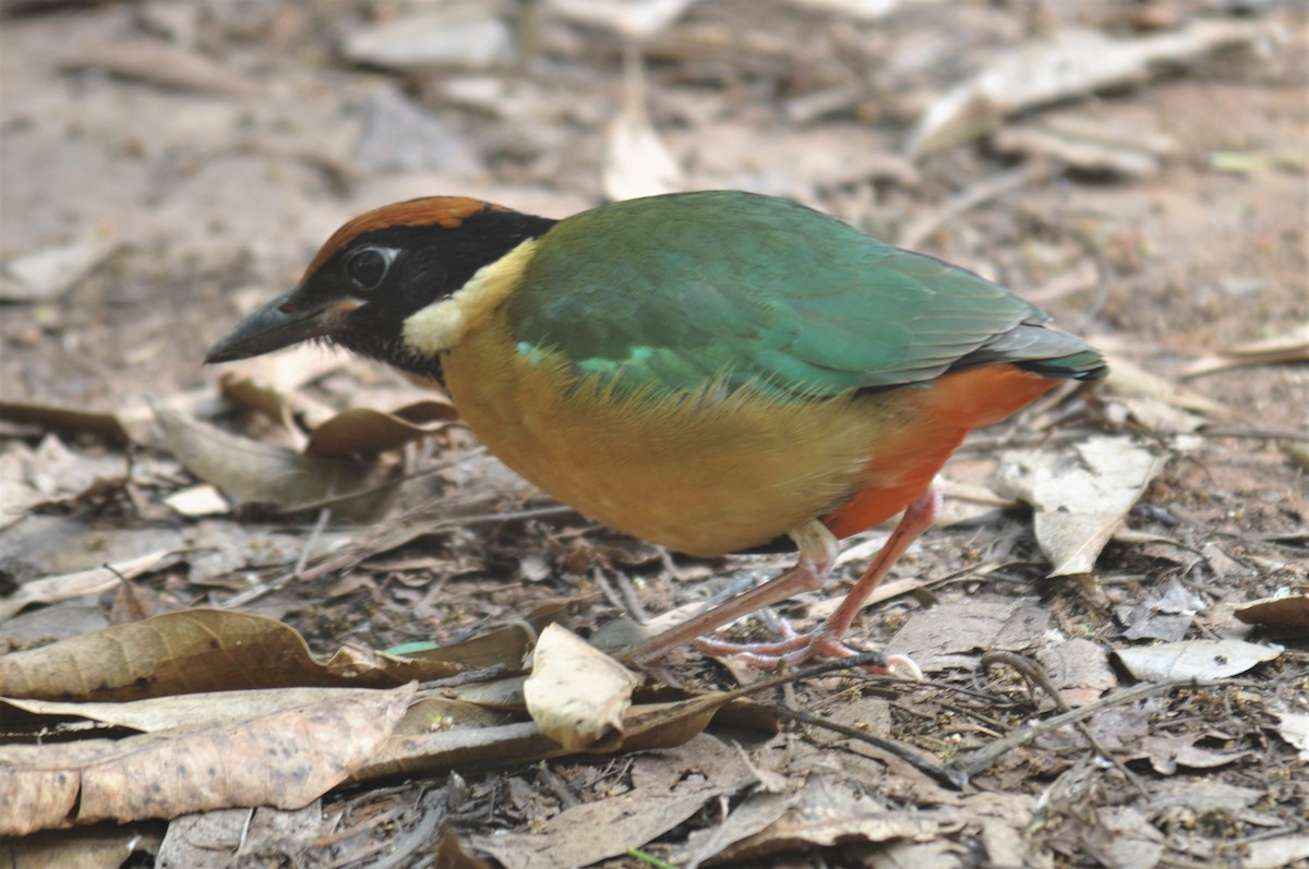 Noisy Pitta - ML195163661