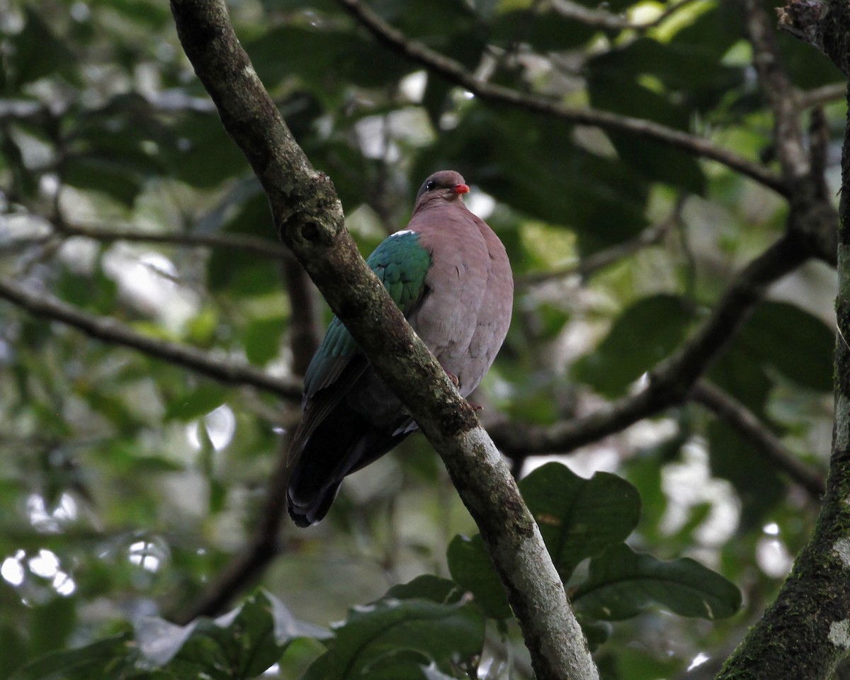 Pacific Emerald Dove - ML195164861