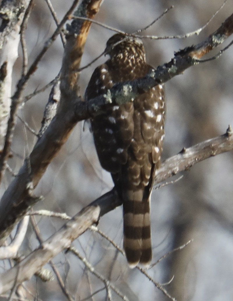 Cooper's Hawk - Brian Sullivan