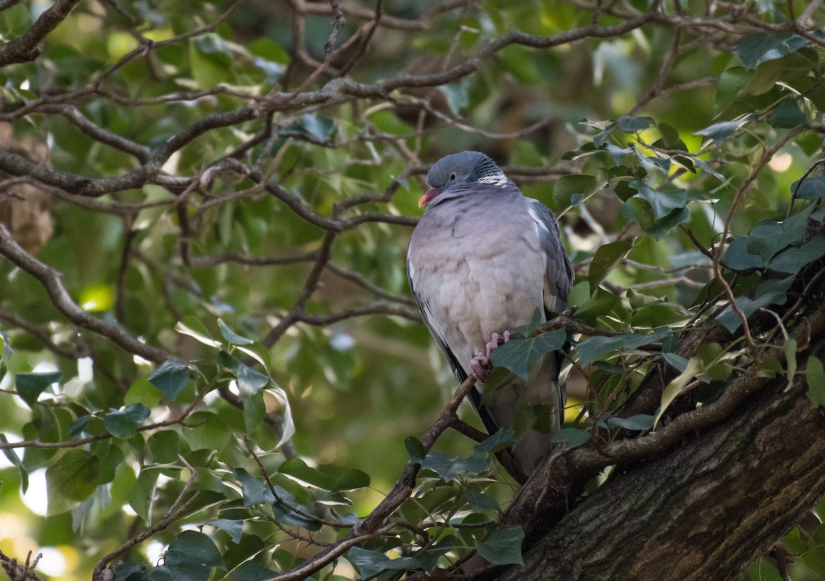 Common Wood-Pigeon - ML195169341